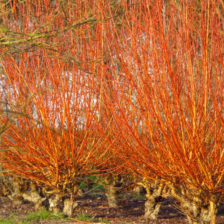 Golden Willow Bonsai Starters product photograph
