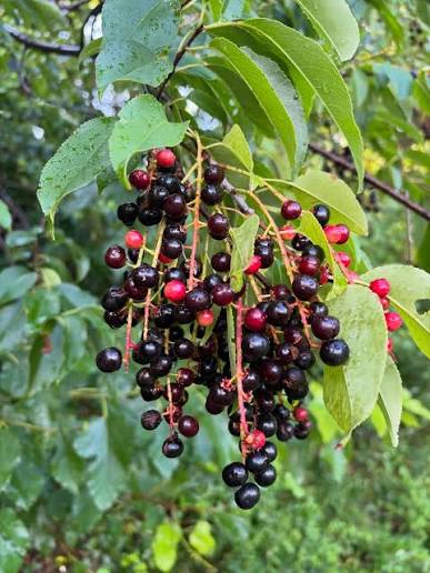 Real cluster of black cherries on a tree