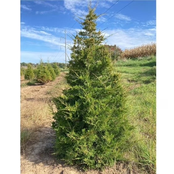 Real white pine trees growing at Pine Barrens Botanicals