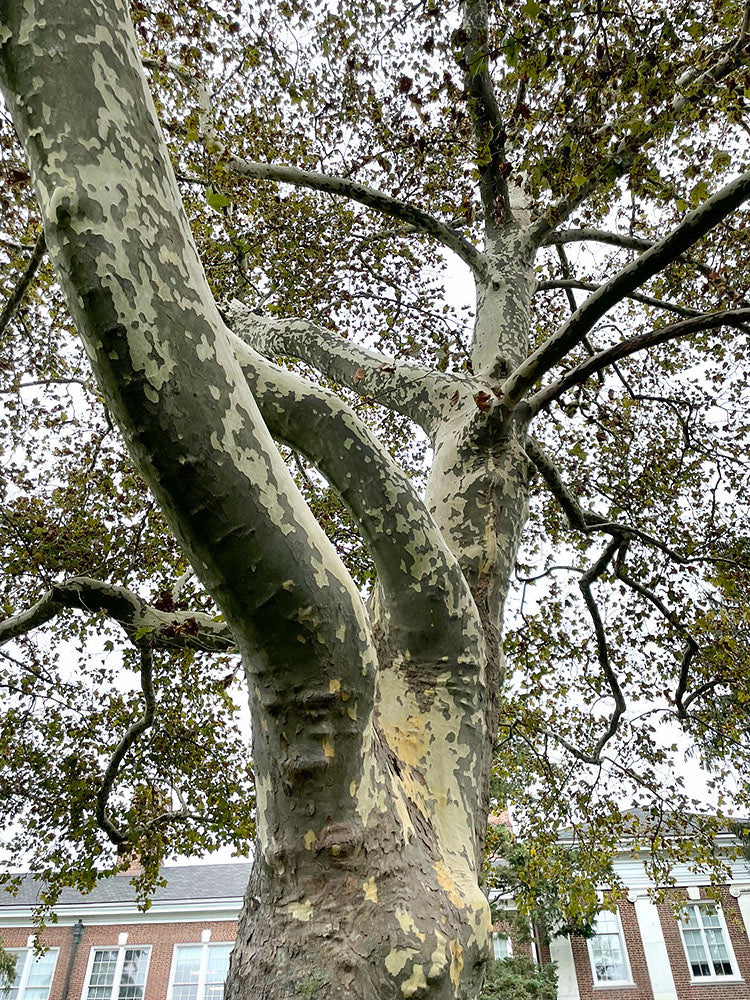 Real mottled bark on a mature American sycamore