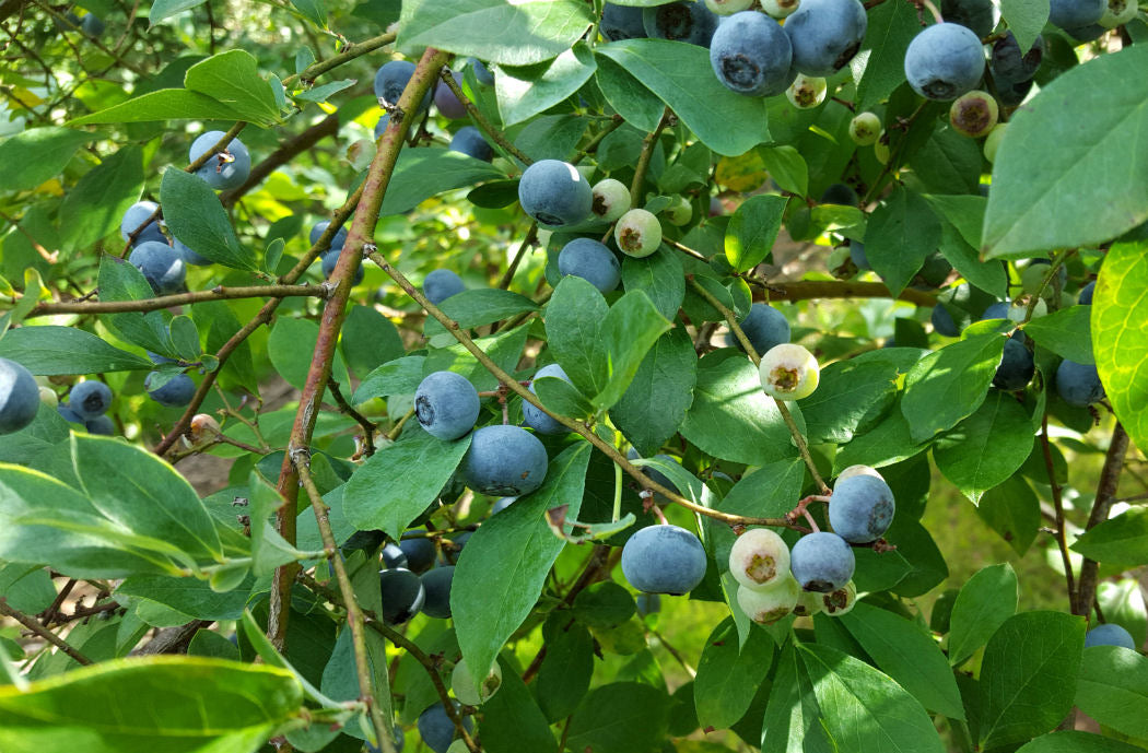 Ripe and ripening blueberries growing on a blueberry shrub