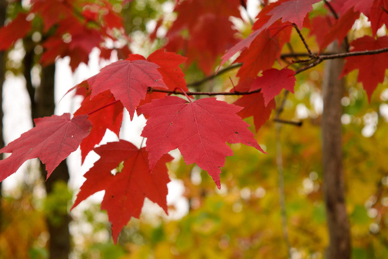 Real red maple leaves photographed for Pine Barrens Botanicals