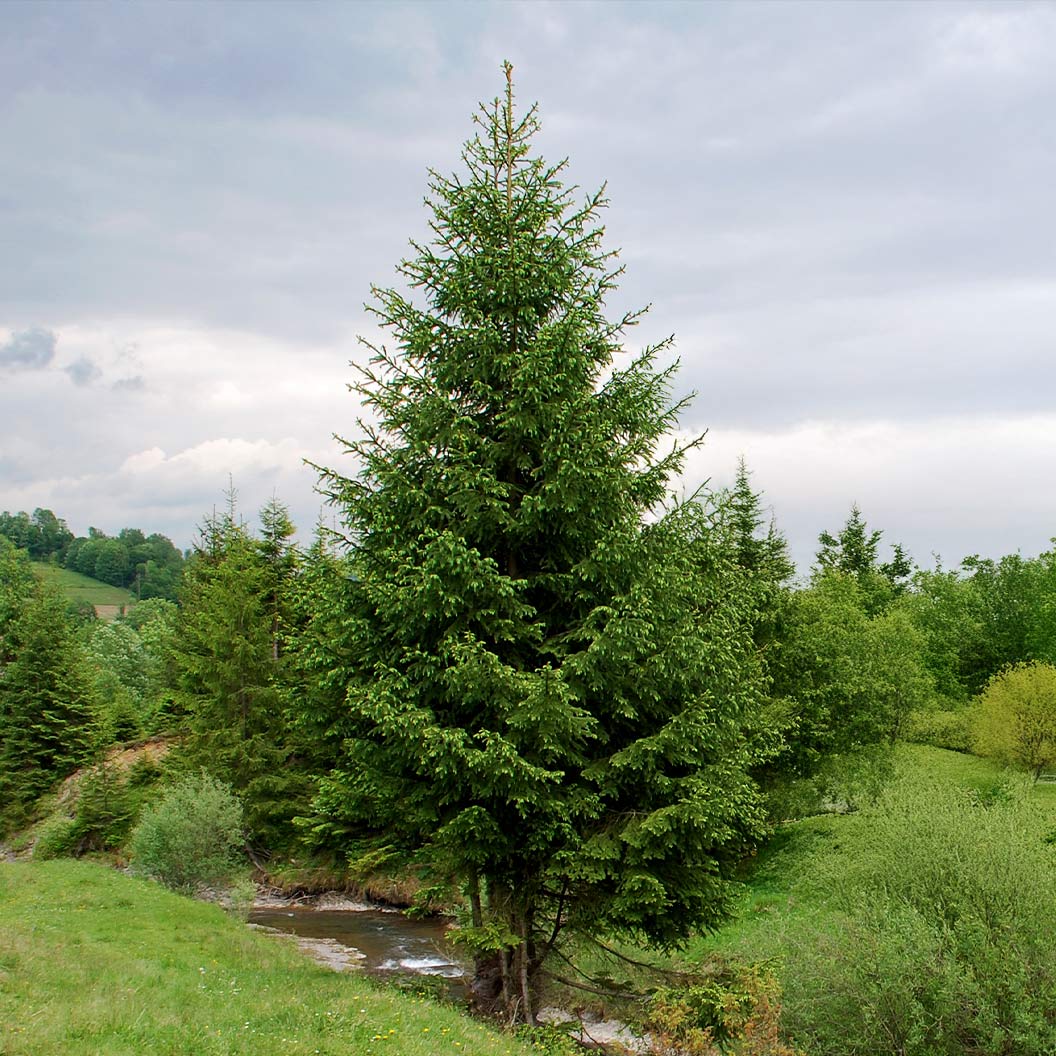 Mature Norway spruce growing in an open landscape