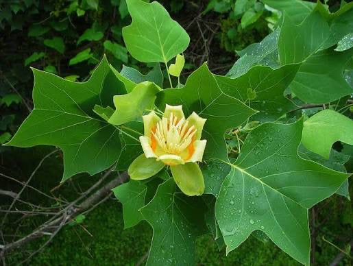 Real tulip poplar flower and leaves on a living tree
