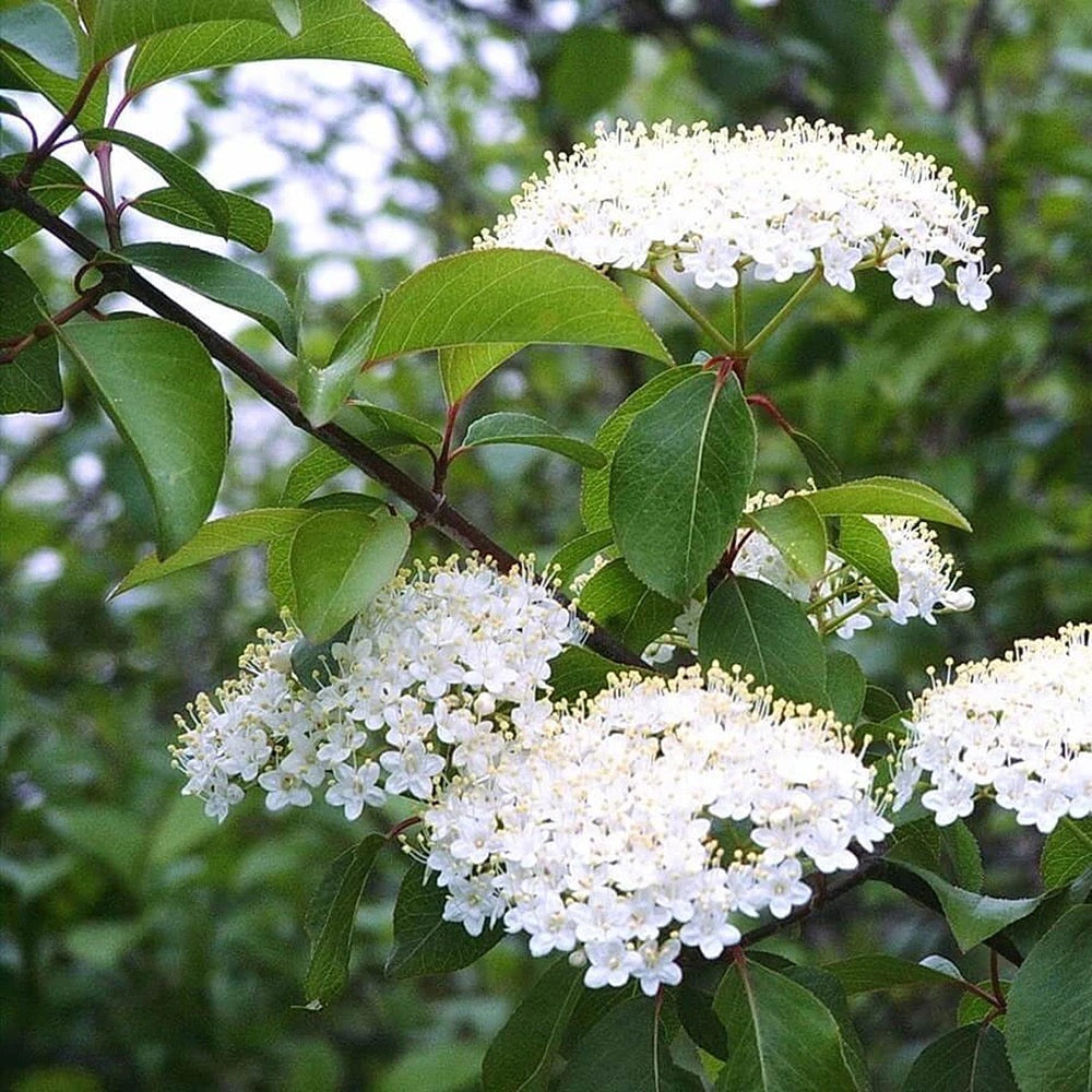 Real white viburnum flowers photographed for Pine Barrens Botanicals