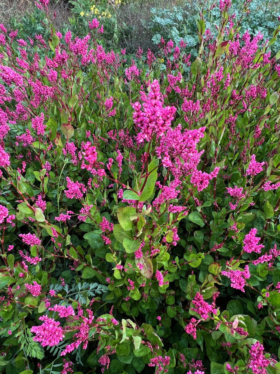 Real Japanese indigo plants flowering in a cultivated field
