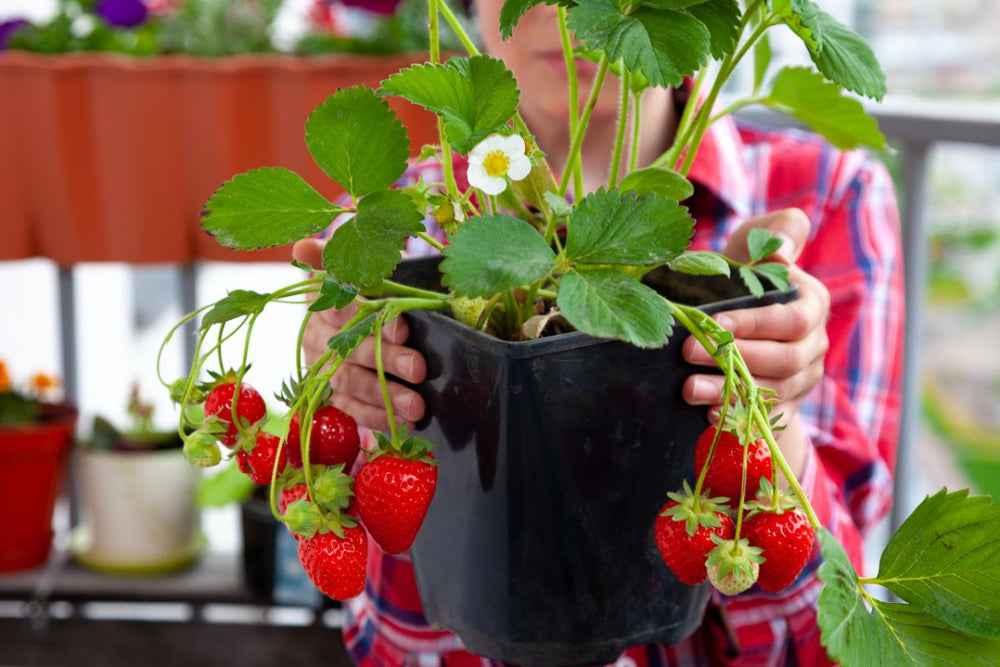 Live Strawberry Plants — 5 Pack, Potted product photograph