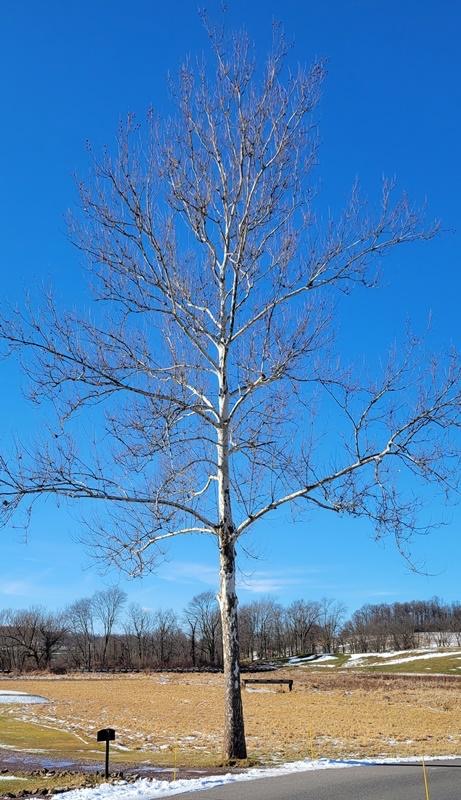 American Sycamore product photograph