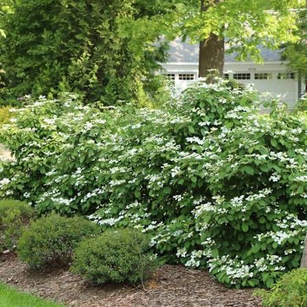 Viburnum product photograph