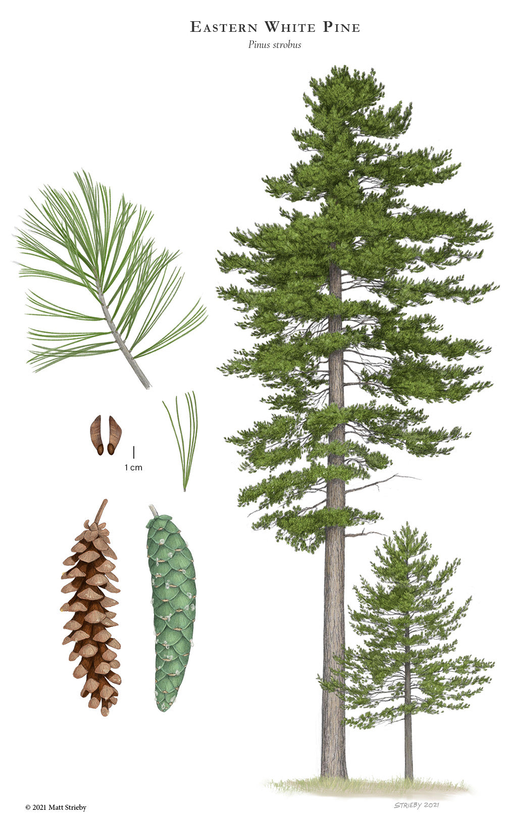 White Pine product photograph