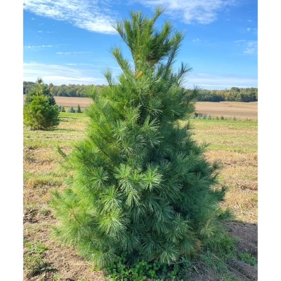 Eastern White Pine tree