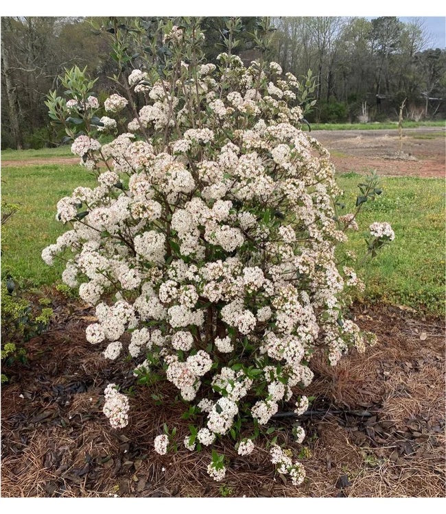 Viburnum product photograph