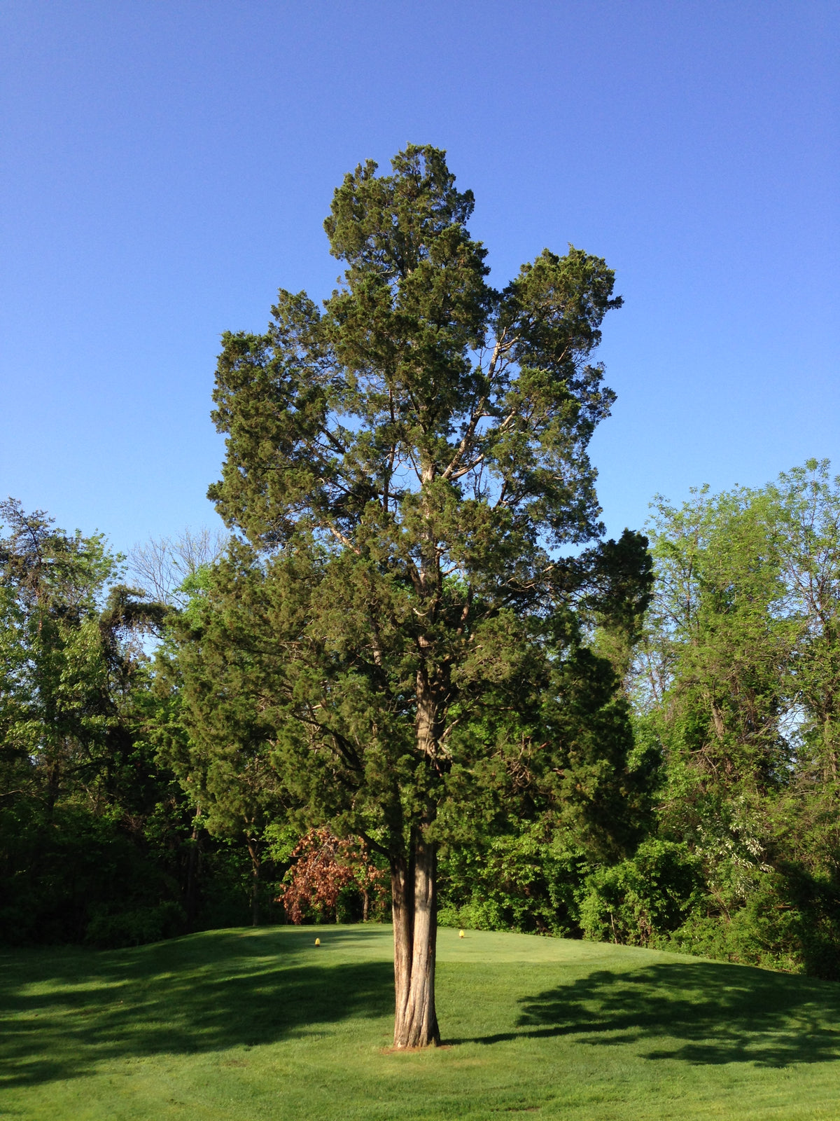 Mature Eastern Red Cedar tree
