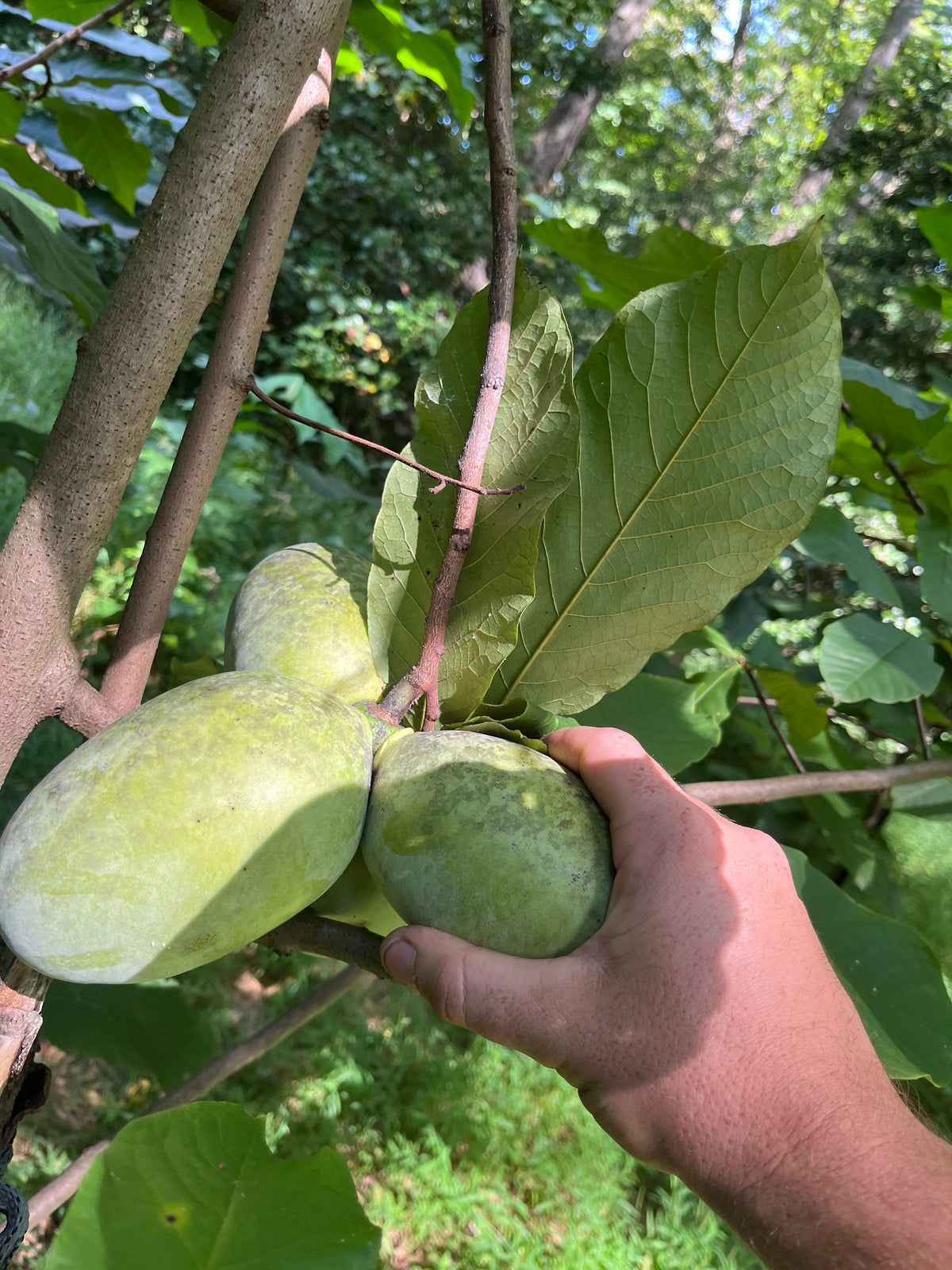 Pawpaw young tree in a one-gallon pot