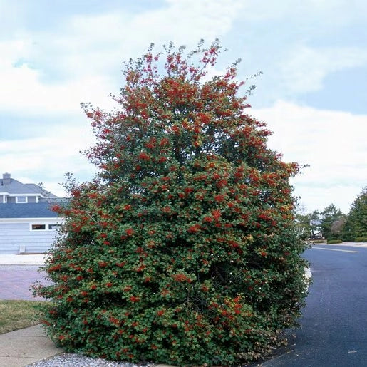 American Holly product photograph