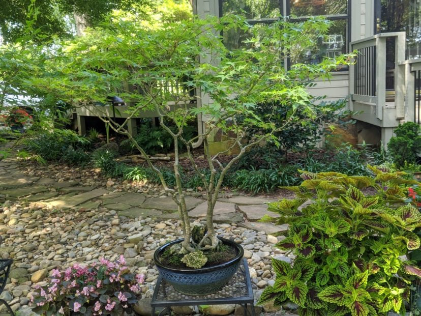 Japanese Maple product photograph