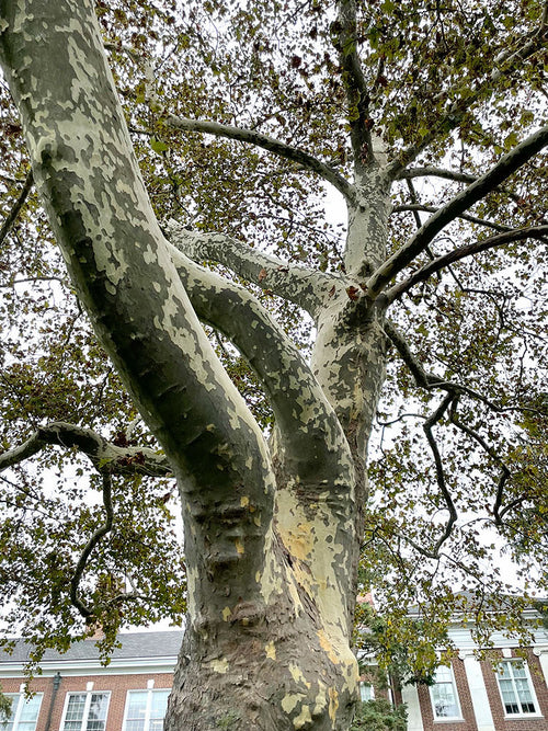 American Sycamore product photograph