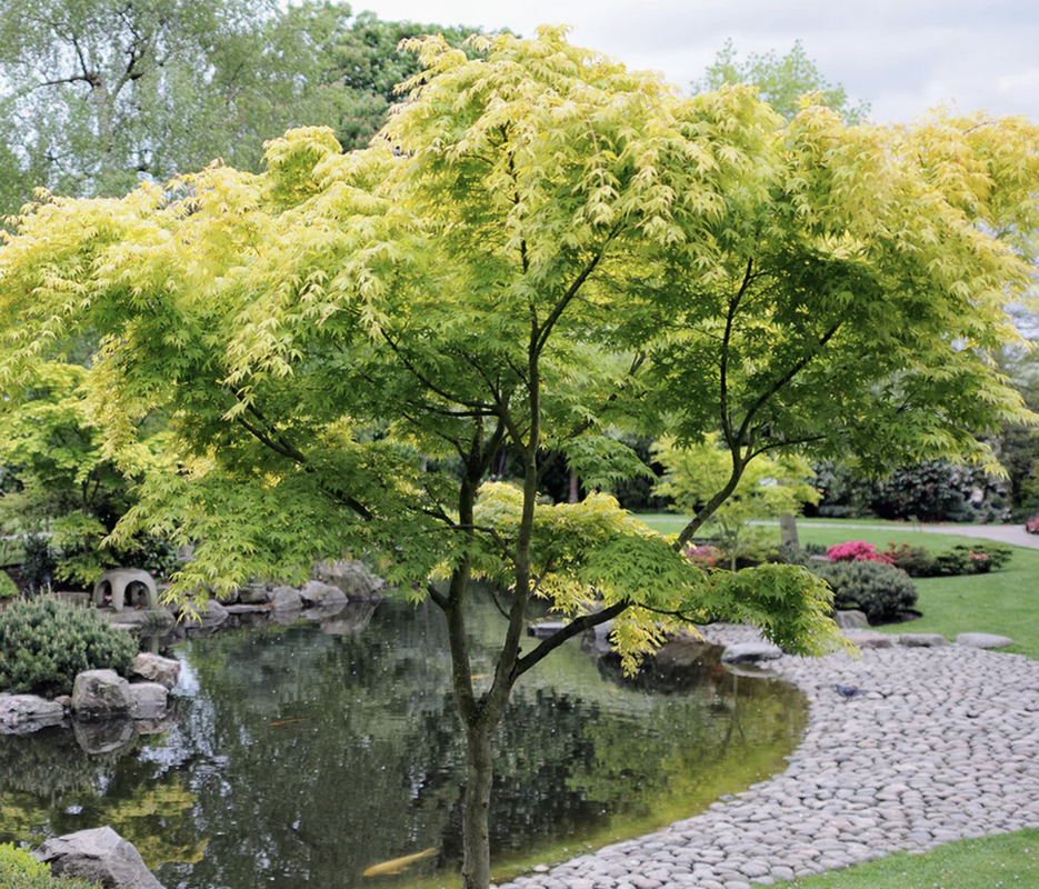Japanese Maple product photograph