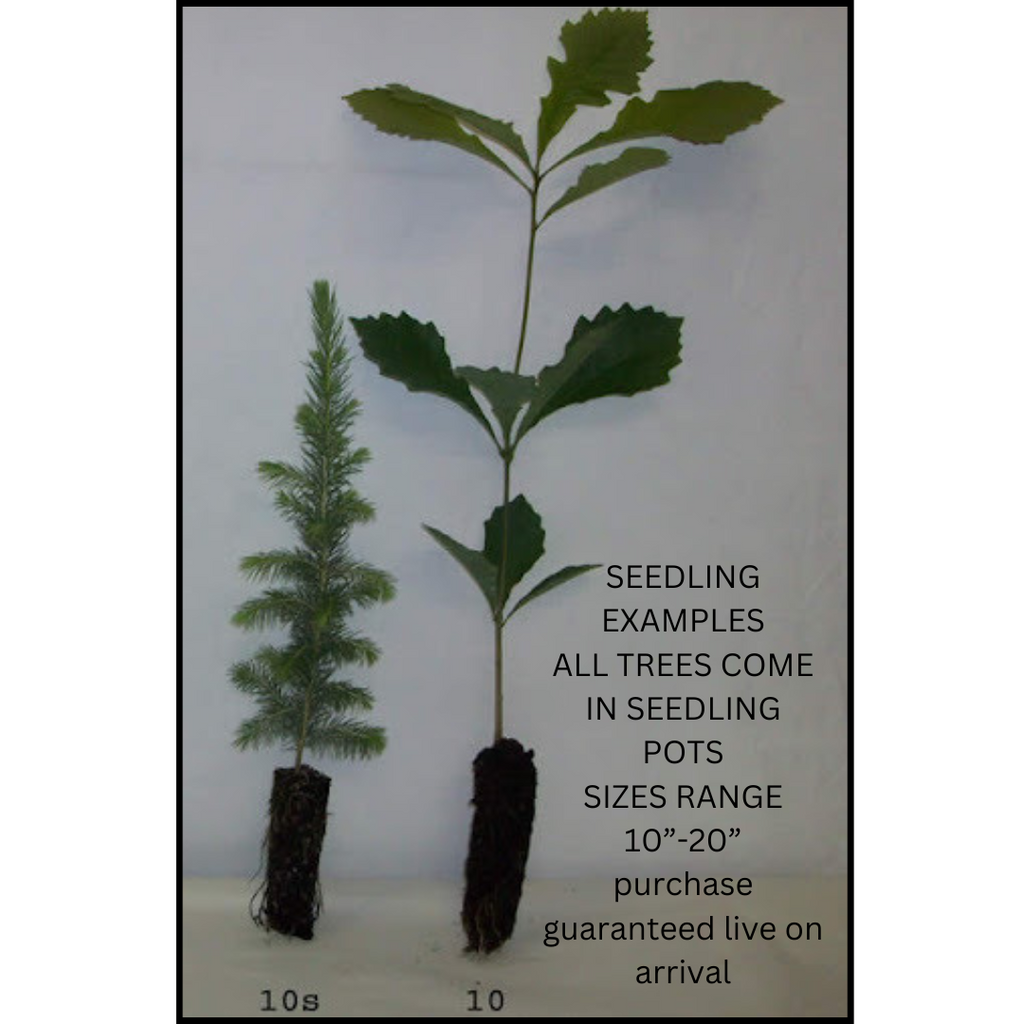 Young tree size and shipping format guide