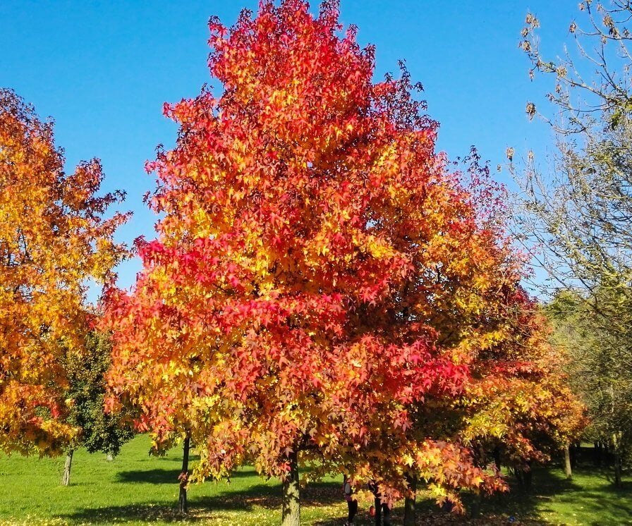 Sweetgum tree and foliage