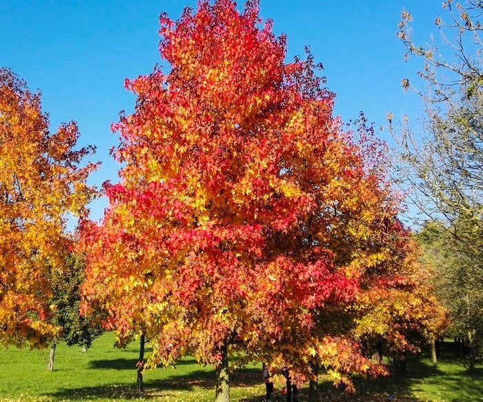 Sweetgum — Available Now
