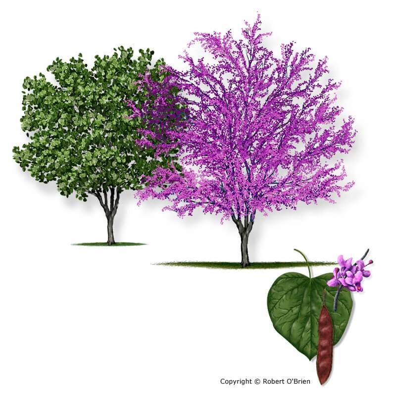 Eastern Redbud product photograph