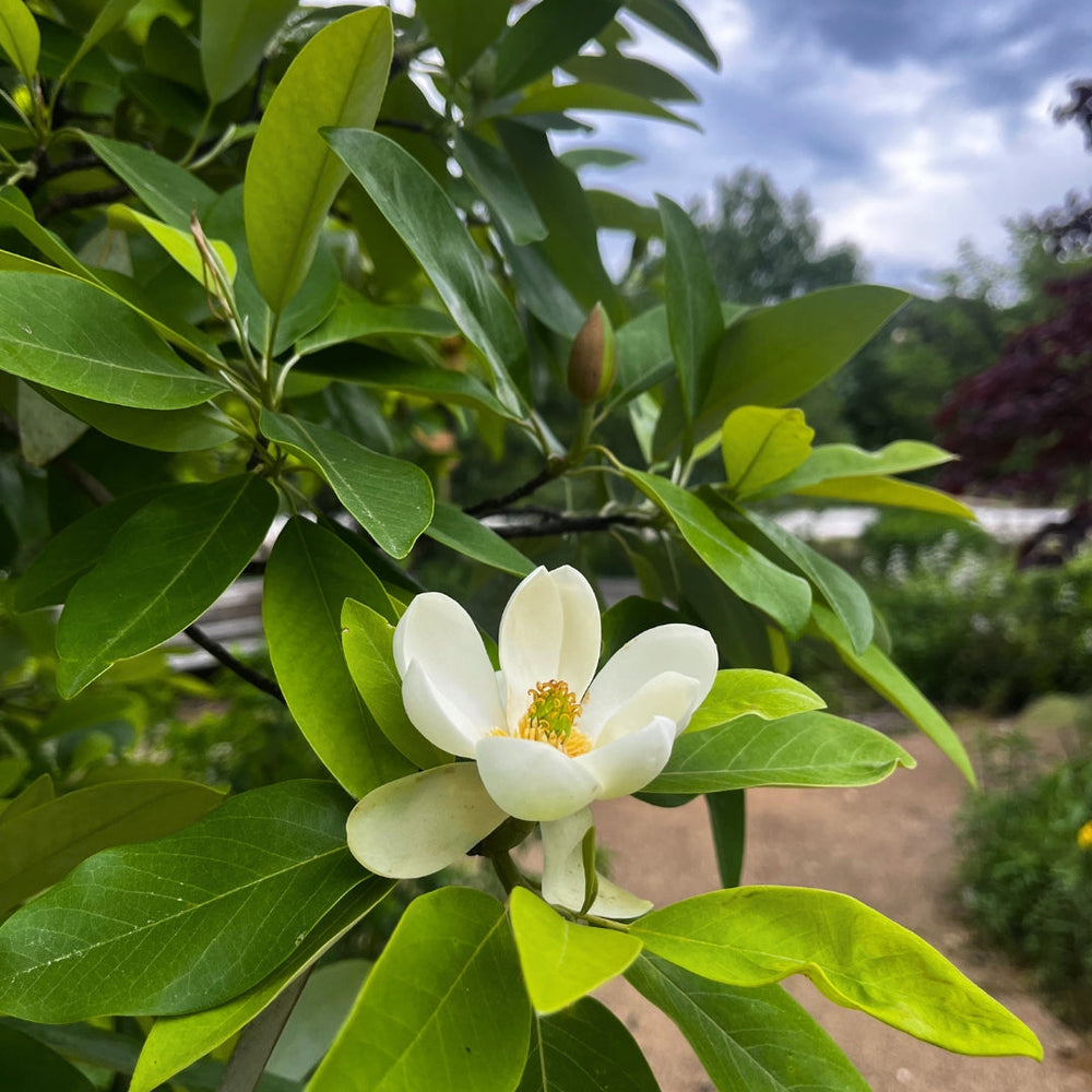 Southern Magnolia product photograph