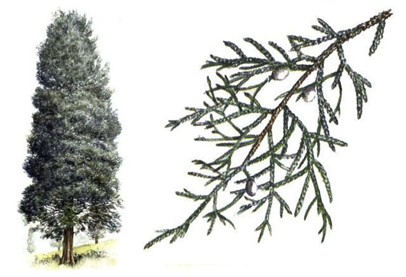 Eastern Red Cedar product photograph