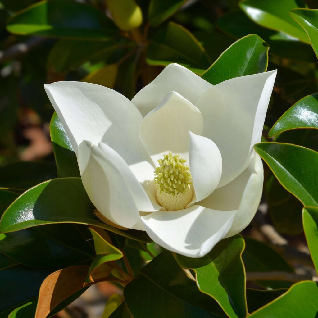 Southern Magnolia product photograph