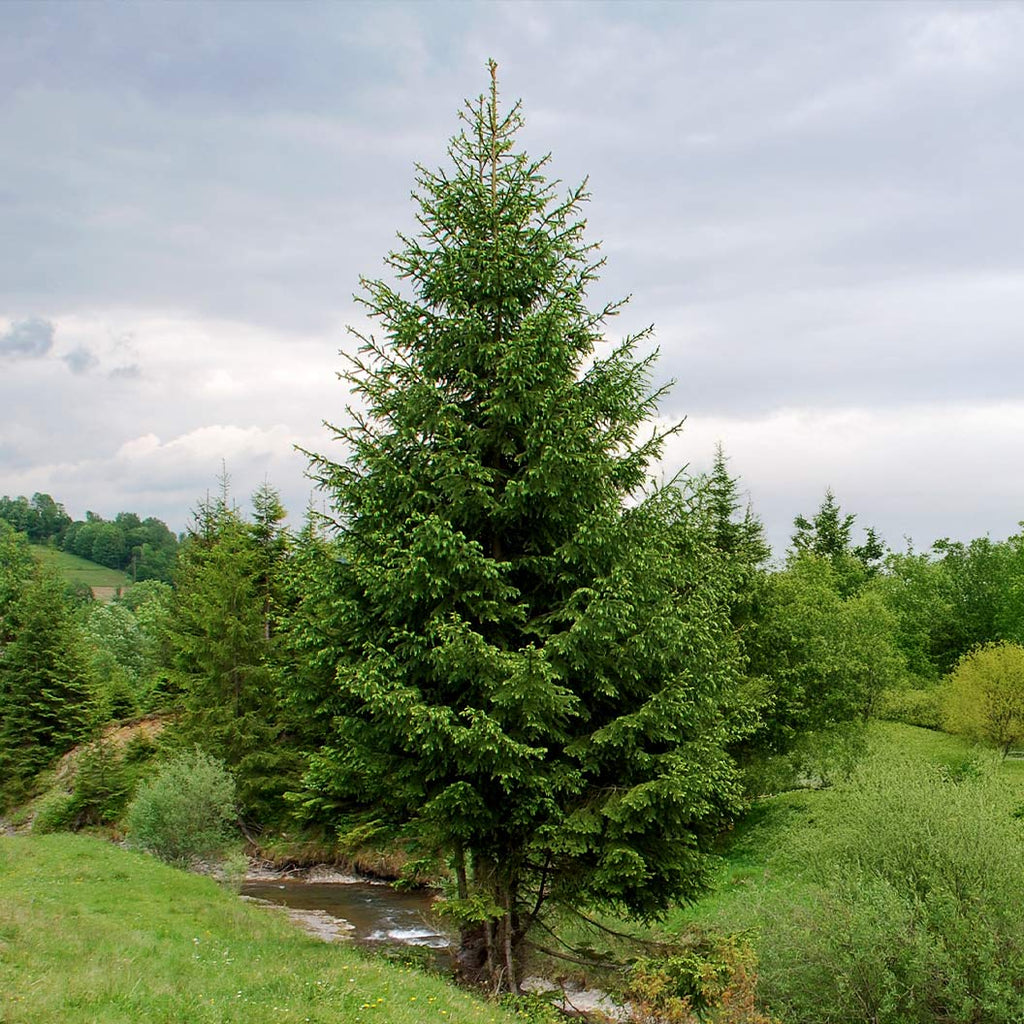 Norway Spruce product photograph