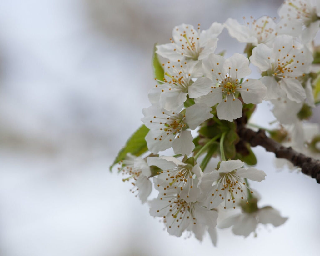 Black Cherry product photograph