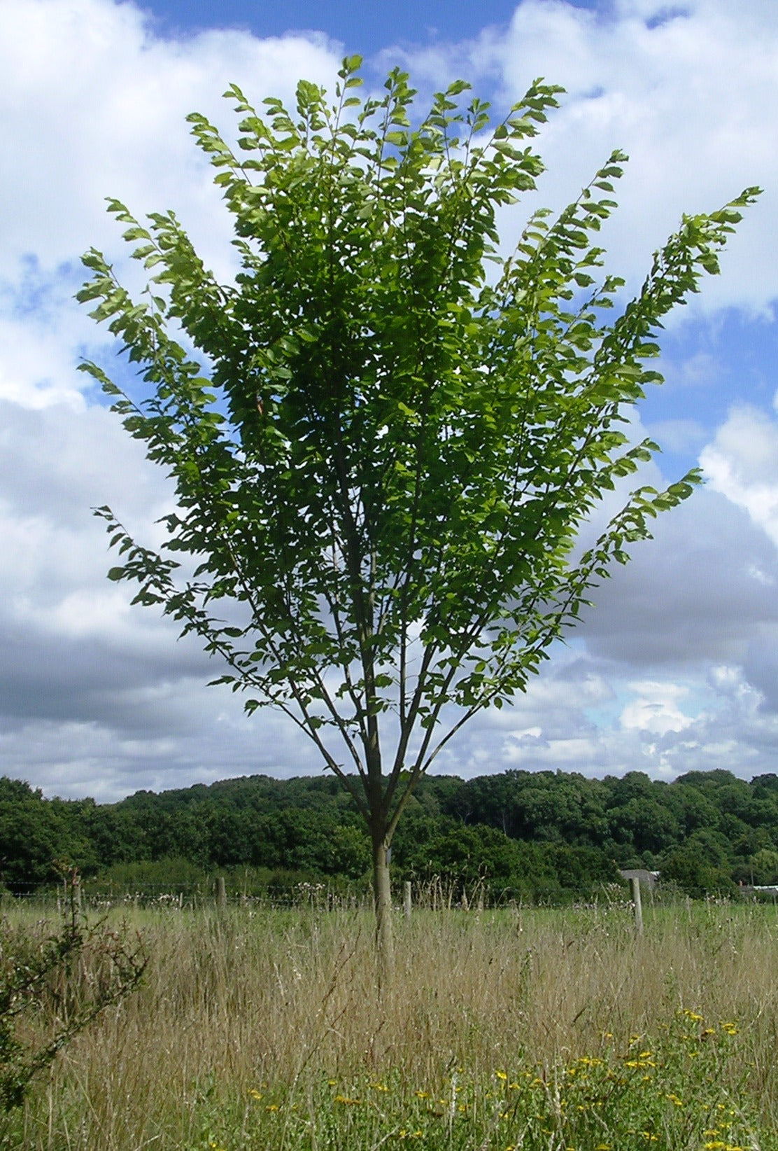 Crepe Myrtle product photograph