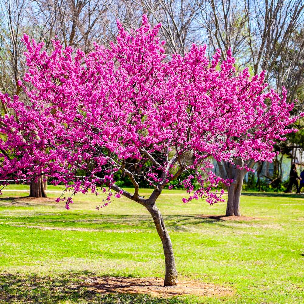 Eastern Redbud in bloom