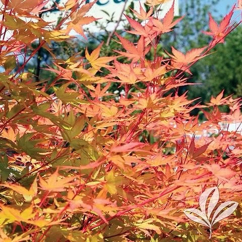 Japanese Maple product photograph