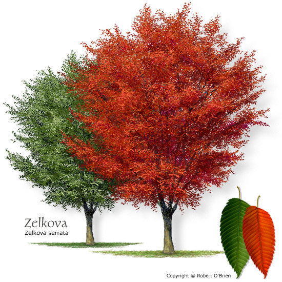 Zelkova product photograph