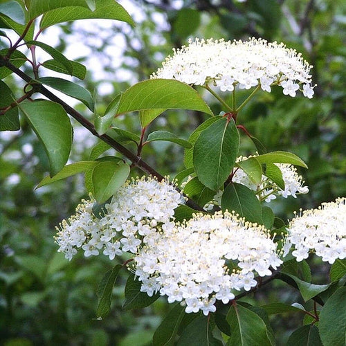 Viburnum product photograph
