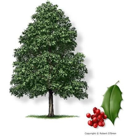 American Holly product photograph