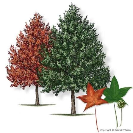 Sweet Gum product photograph