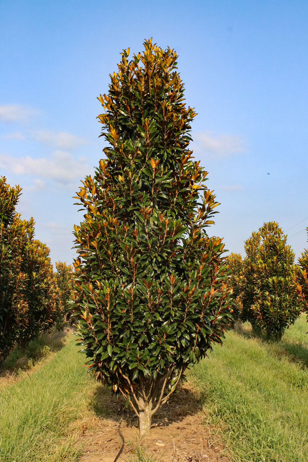 Southern Magnolia product photograph