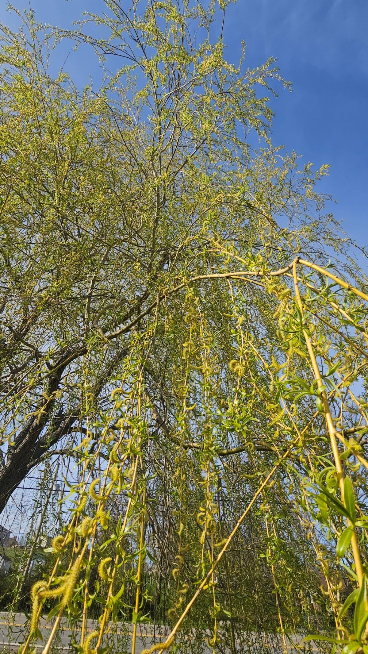 Weeping Willow Cuttings product photograph