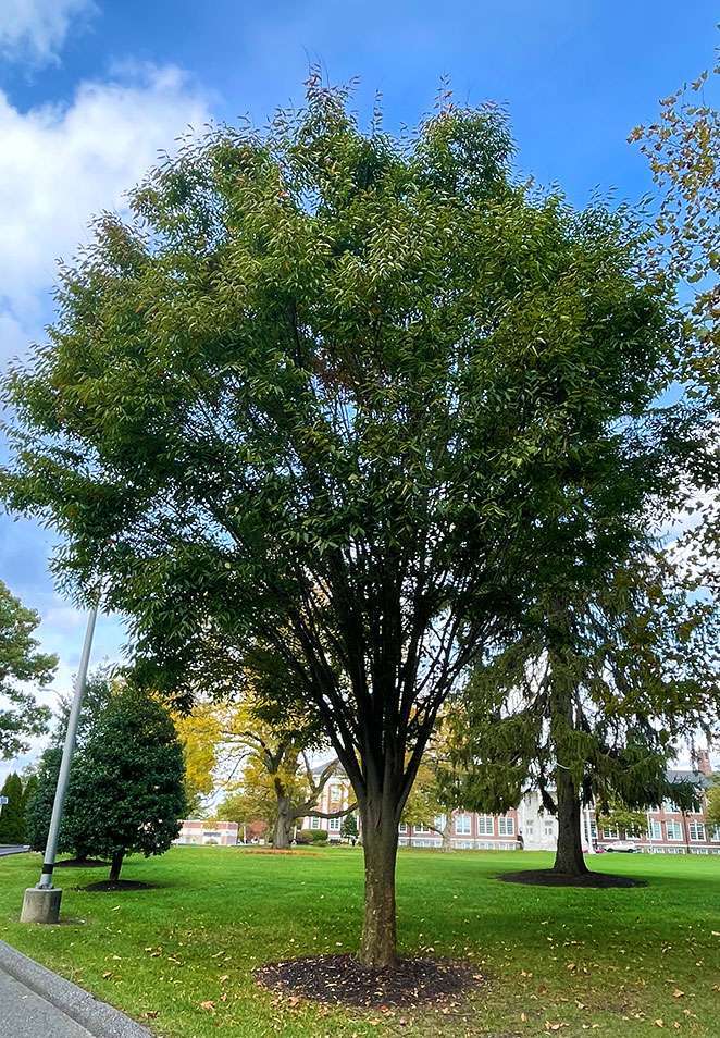 Zelkova product photograph