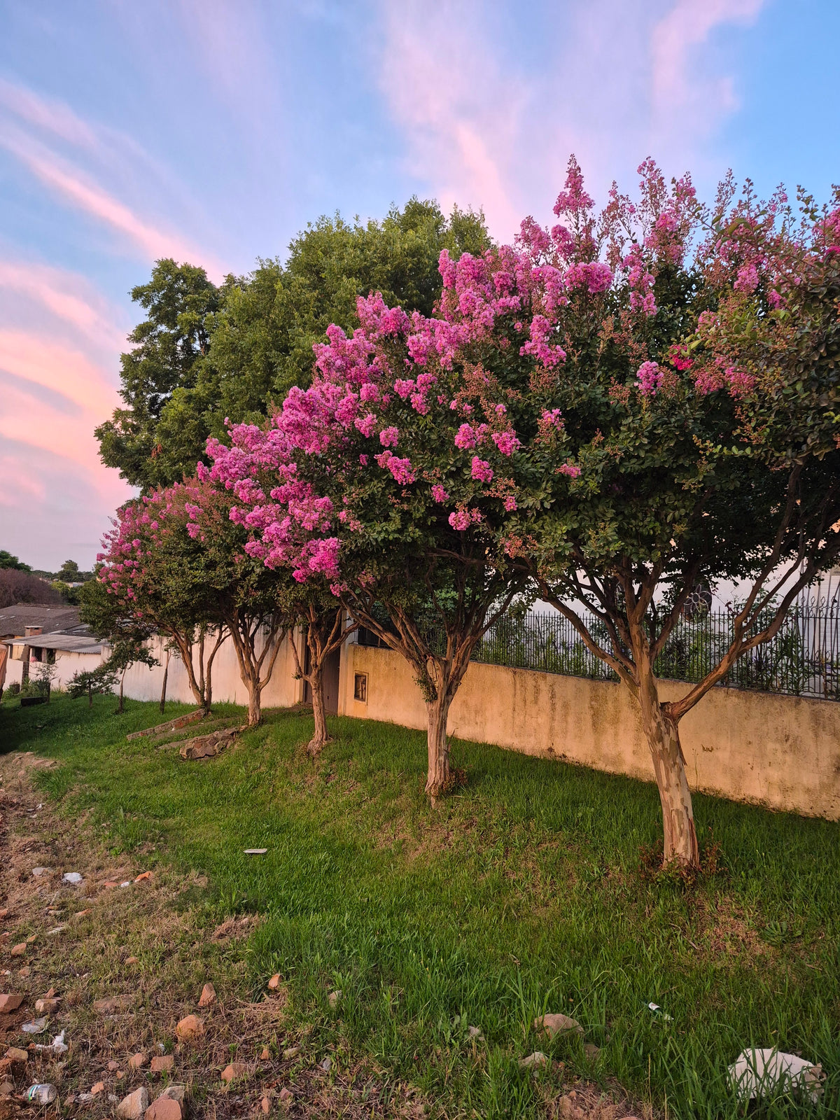 Mature crepe myrtle flowering in late afternoon