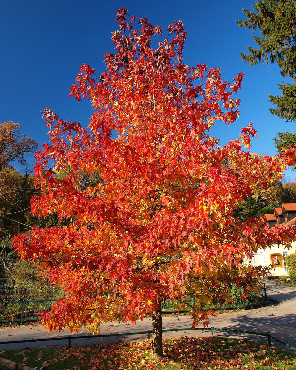 Red Maple product photograph