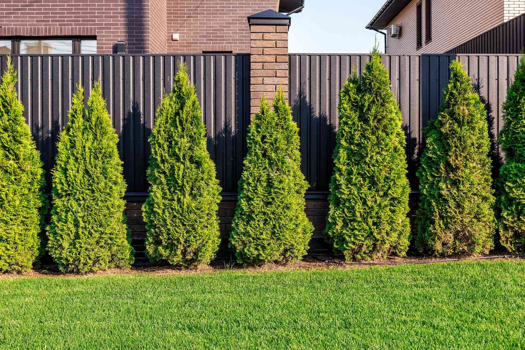 Arborvitae product photograph