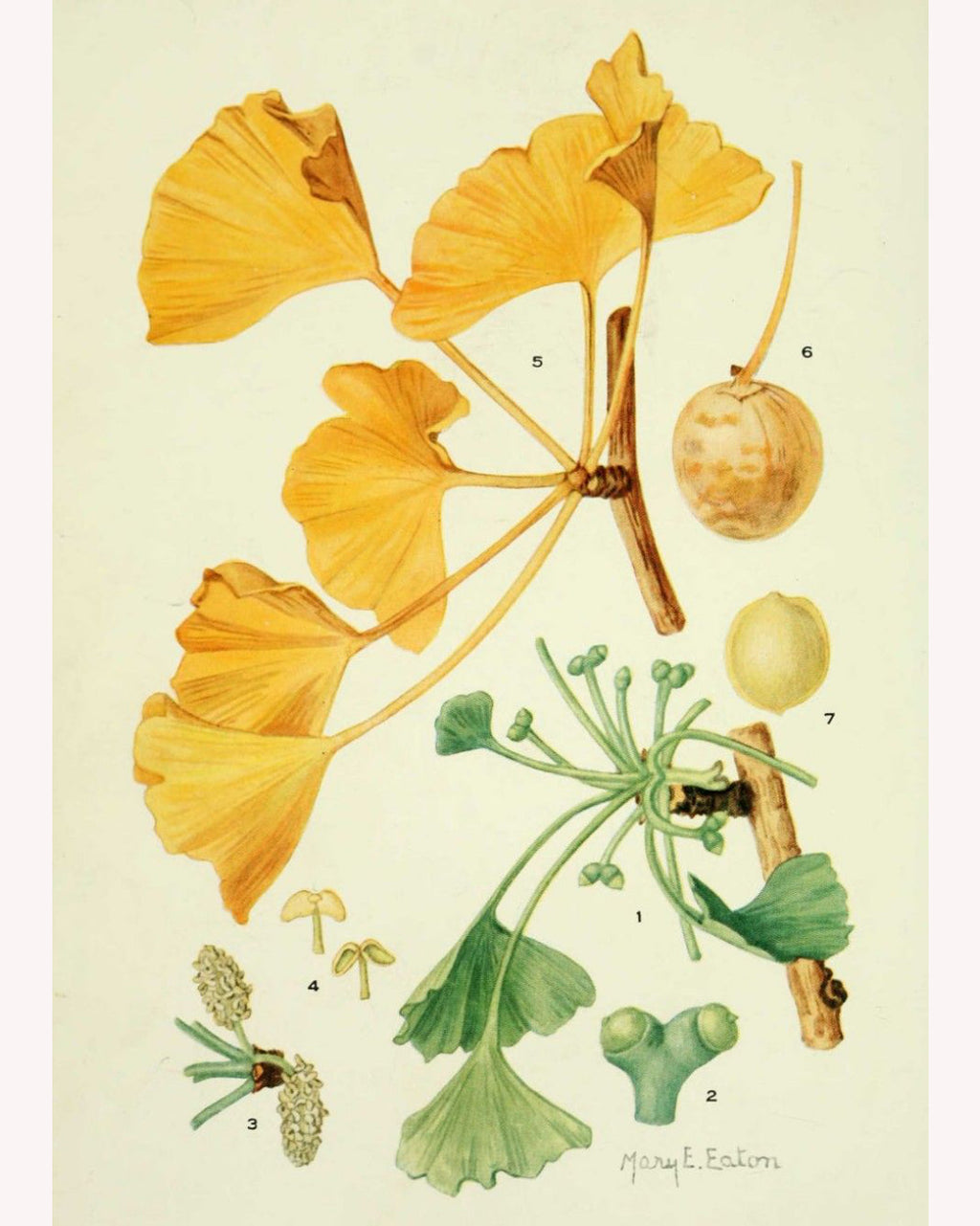 Ginkgo product photograph