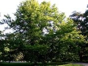 American beech catalog photograph