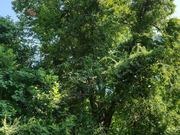 American chestnut hybrids catalog photograph