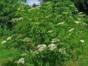 American elderberry catalog photograph