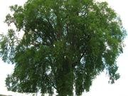 American elm catalog photograph