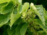 American hazelnut catalog photograph
